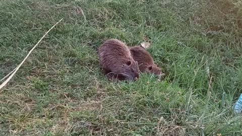 ragondin nutria