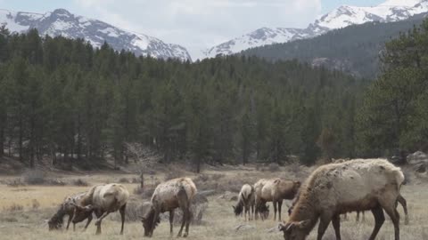 Rocky Mountain National Park A Gang Of Elk