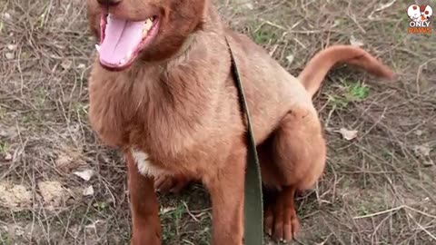 The dog had been at the shelter for 2 years and suddenly smelled a familiar scent