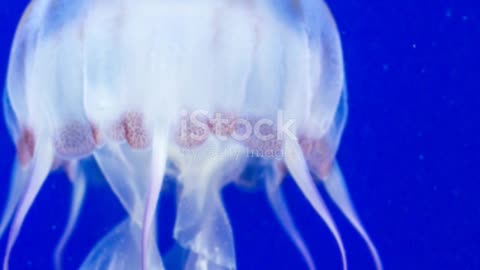 Box jelly fish facts