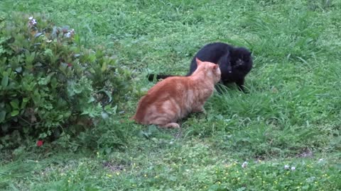 Vicious Fur Flying Rabies Possessed Cat Fight