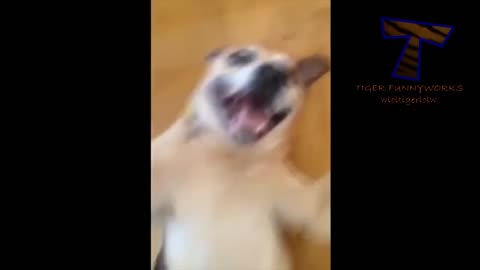 Funny Dog Faces TRY NOT TO LAUGH 😂 *crying laughing*