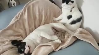 Puppy Forcefully Held Down By Cat For Bath Time