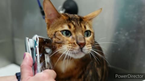 Woman washing cat in grooming salon. Cat bathing