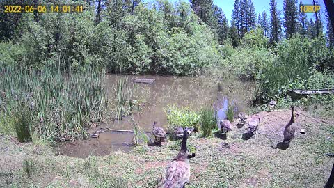 Blackbird v Geese