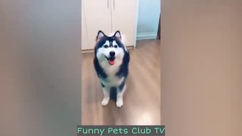 Funny Animal Videos 🤣 Funniest Cats and Dogs Videos 2024 😅 #