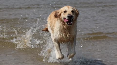 My Cute Dog "Rockey" Running In The Water So Now He Is Very Cute.