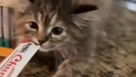 Funny Cats Doing Crazy Things p2