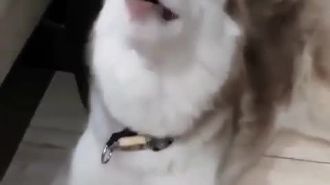 Dog screaming different haha