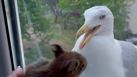 Baby Squirrel Startles Seagull Off Window Ledge