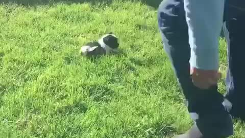 Tiny black and white puppy jumping in grass towards man