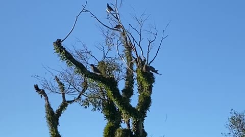 Parrot family.