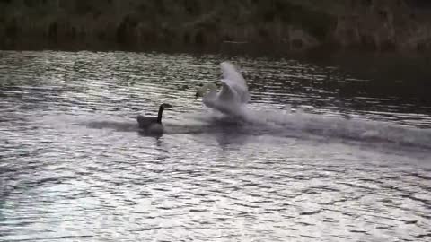 swan vs goose HD