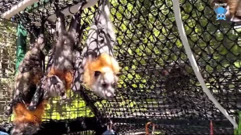 Juvenile flying-fox in care with me days 6 and 7; this is Wheelibin.mp4