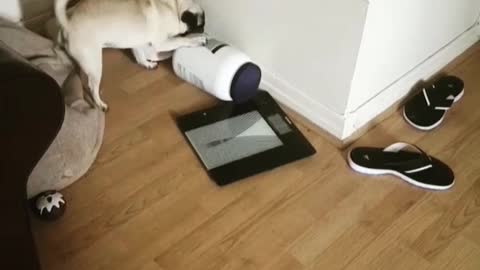 Brown pug playing with white bucket