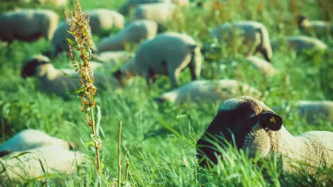 Flock of Sheep Grazing on a Field of Farmland in Germany