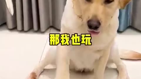 Funny dog reaction to knife 🤣#scared #amazed