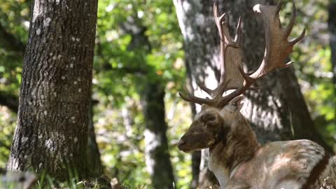 te mating season for fallow der begins in october