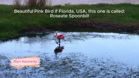 Beautiful Pink Bird if Florida, USA, this one is called: Roseate Spoonbill