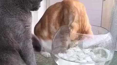 Funny cat's compilation - Hey Dude, this Fish is mine.