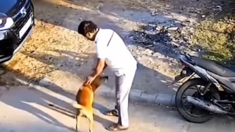 The Dog Attack Innocent Man