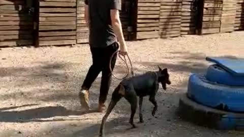 Dog Training Dakota