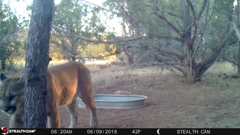 Arizona Mountain Lion