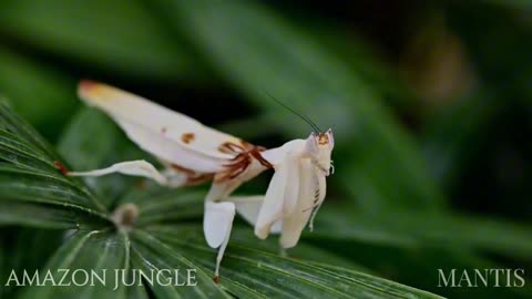 Exclusive: Rare White Mantis in the Amazon - Stunning Macro Footage 🦗🌿✨