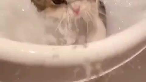 Cute cats learning to swim