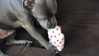 Pitbull Pup Opens His Present