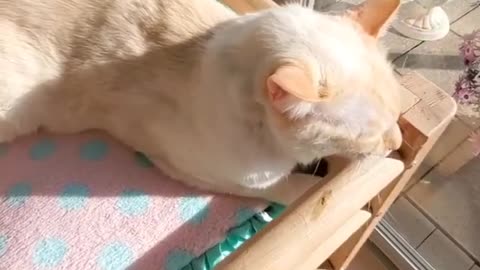 This cute cat is thoroughly enjoying the warm sunshine