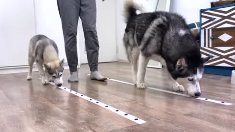 Exciting Competition Between Puppies And Adult Huskies