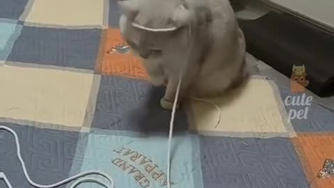 Funny video cats