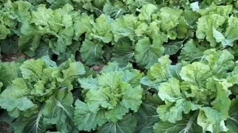 A large vegetable garden