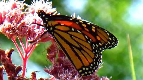 Monarch Butterfly