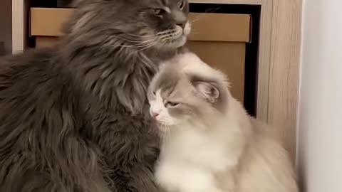 ❤️👍Cat 🐈 kissing 😗 Love