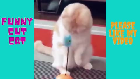 cute and funny cat videos to keep you smiling,super cute and funny cat videos,