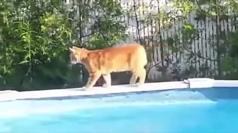 Cats Vs Water | Funny Cat Videos Compilation.