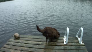 Chocolate Lab - First trip to the camp.