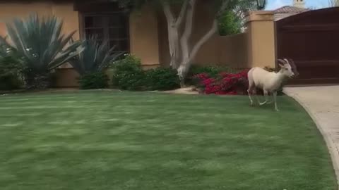 Pool Party for Herd of Bighorn Sheep