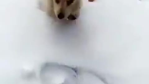 the dog's first time in the snow OMG