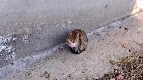 Friendly, cute kitten and cat.