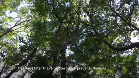 El Comandante Hernández leads ‘Tree Army’ in defense of Mexico City’s trees