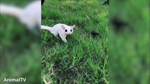 Cutest Animals, Sugar Gliders flying