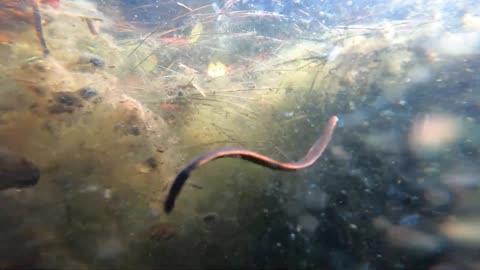 Freshwater Leech