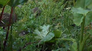 New Zealand Wood Ducklings Just Born...