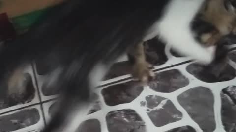 Cute cat fighting