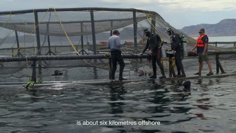 This innovative fish farm could revolutionise seafood production | Pioneers for Our Planet