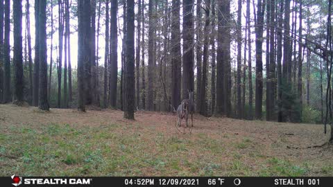 Young Deer Still Nursing