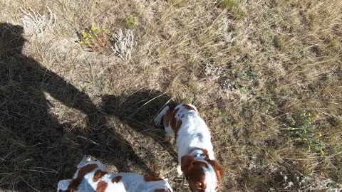 Dogs running on bird in Montana